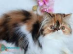 Yummy - Persian Kitten For Sale - Pembroke Pines&comma; FL&comma; US