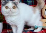 Yasia - Exotic Kitten For Sale - Pembroke Pines&comma; FL&comma; US