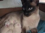 Ready in December - Siamese Kitten For Sale - Wayland&comma; MA&comma; US