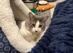 Finnegan - Domestic Cat For Adoption - El Paso&comma; TX&comma; US