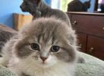 Sct - Scottish Fold Kitten For Sale - 