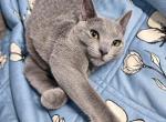 Blueg - Russian Blue Kitten For Sale - Hastings&comma; FL&comma; US