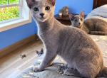 GirlJh - Russian Blue Kitten For Sale - 