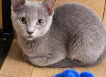 Boy - Russian Blue Kitten For Sale - 
