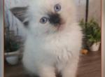 Ragdolls Male and Female - Ragdoll Kitten For Sale - Eagan&comma; MN&comma; US