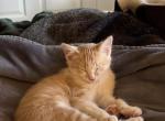 Zora - American Shorthair Kitten For Sale - Appleton&comma; WI&comma; US