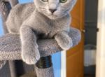 Rusb - Russian Blue Kitten For Sale - Hastings&comma; FL&comma; US