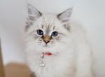 Gia - Siberian Kitten For Sale - Brookville&comma; OH&comma; US
