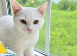 Koty - Scottish Straight Kitten For Sale - Hastings&comma; FL&comma; US