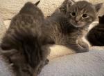 umis litter 3 - Domestic Kitten For Sale - Boston&comma; MA&comma; US