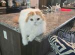 Pupsyk - Scottish Fold Kitten For Sale - Hastings&comma; FL&comma; US