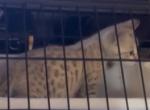 Seal Mink Spotted snow leopards - Bengal Kitten For Sale - La Grange&comma; KY&comma; US