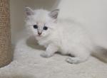 Siberian - Siberian Kitten For Sale - 