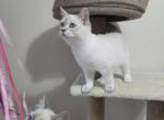 Siberian  British shorthair - British Shorthair Kitten For Sale - 