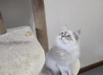 Siberian  British shorthair - British Shorthair Kitten For Sale - Westfield&comma; MA&comma; US