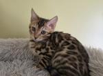 Bengals - Bengal Kitten For Sale - 