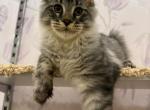 Arlo Blue Silver Boy Ready to travel - Maine Coon Kitten For Sale - Miami&comma; FL&comma; US