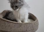 British short hair Siberian - British Shorthair Kitten For Sale - 