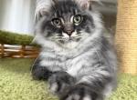 Dante Male Maine Coon Kitten - Maine Coon Kitten For Sale - Miami&comma; FL&comma; US