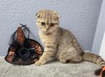 Alice - Scottish Fold Kitten For Sale - Tampa&comma; FL&comma; US