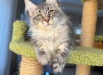 Felix - Maine Coon Kitten For Sale - Miami&comma; FL&comma; US