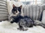 FOR STUD   I   Prince Charming - Maine Coon Cat For Sale/Service - Londonderry&comma; NH&comma; US