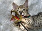 Wolf - Savannah Kitten For Sale - Bradenton&comma; FL&comma; US