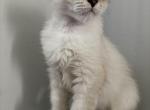 Sky the pretty girl - Scottish Fold Kitten For Sale - Phila&comma; PA&comma; US