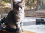 Skittles litter - Maine Coon Kitten For Sale - Barnet&comma; VT&comma; US