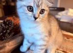 Scottish fold male kitten - Scottish Fold Kitten For Sale - Rocklin&comma; CA&comma; US