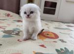 Scottish Fold male kitten snow white - Scottish Straight Kitten For Sale - Sterling&comma; VA&comma; US