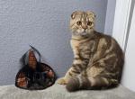 Amelia - Scottish Fold Kitten For Sale - Tampa&comma; FL&comma; US