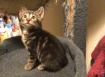 Little Bugs - Bengal Kitten For Sale - Nottingham&comma; MD&comma; US