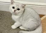 British Shorthair Silver Male - British Shorthair Kitten For Sale - Orlando&comma; FL&comma; US