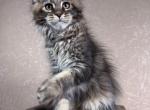 Thea Tabby Maine Coon Girl - Maine Coon Kitten For Sale - Miami&comma; FL&comma; US