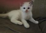 Logan - Ragdoll Kitten For Sale - Overland Park&comma; KS&comma; US