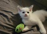 Walter - Ragdoll Kitten For Sale - Overland Park&comma; KS&comma; US
