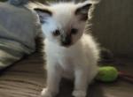 Nala - Ragdoll Kitten For Sale - Overland Park&comma; KS&comma; US