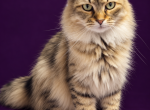 Nebula - Siberian Cat For Sale/Retired Breeding - Ellerbe&comma; NC&comma; US