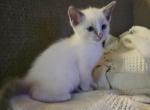 Oakley - Ragdoll Kitten For Sale - Overland Park&comma; KS&comma; US