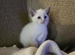 Oakley - Ragdoll Kitten For Sale - Overland Park&comma; KS&comma; US