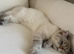 Opal - British Shorthair Cat For Sale - City Of Spokane Valley&comma; WA&comma; US