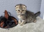 Iris - Scottish Fold Kitten For Sale - Tampa&comma; FL&comma; US