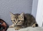 Irving - Scottish Straight Kitten For Sale - Tampa&comma; FL&comma; US
