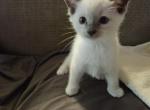 Savanna - Ragdoll Kitten For Sale - Overland Park&comma; KS&comma; US