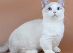 Hugo - Munchkin Kitten For Sale - Pembroke Pines&comma; FL&comma; US