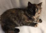 Sunday Surprise - Ragdoll Kitten For Sale - Howell&comma; MI&comma; US