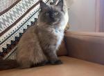 Dark Blue Collar - Ragdoll Kitten For Sale - Meadville&comma; PA&comma; US