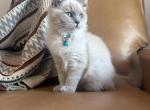 Turquoise Collar - Ragdoll Kitten For Sale - Meadville&comma; PA&comma; US