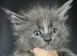 Indigo - Maine Coon Kitten For Sale - 